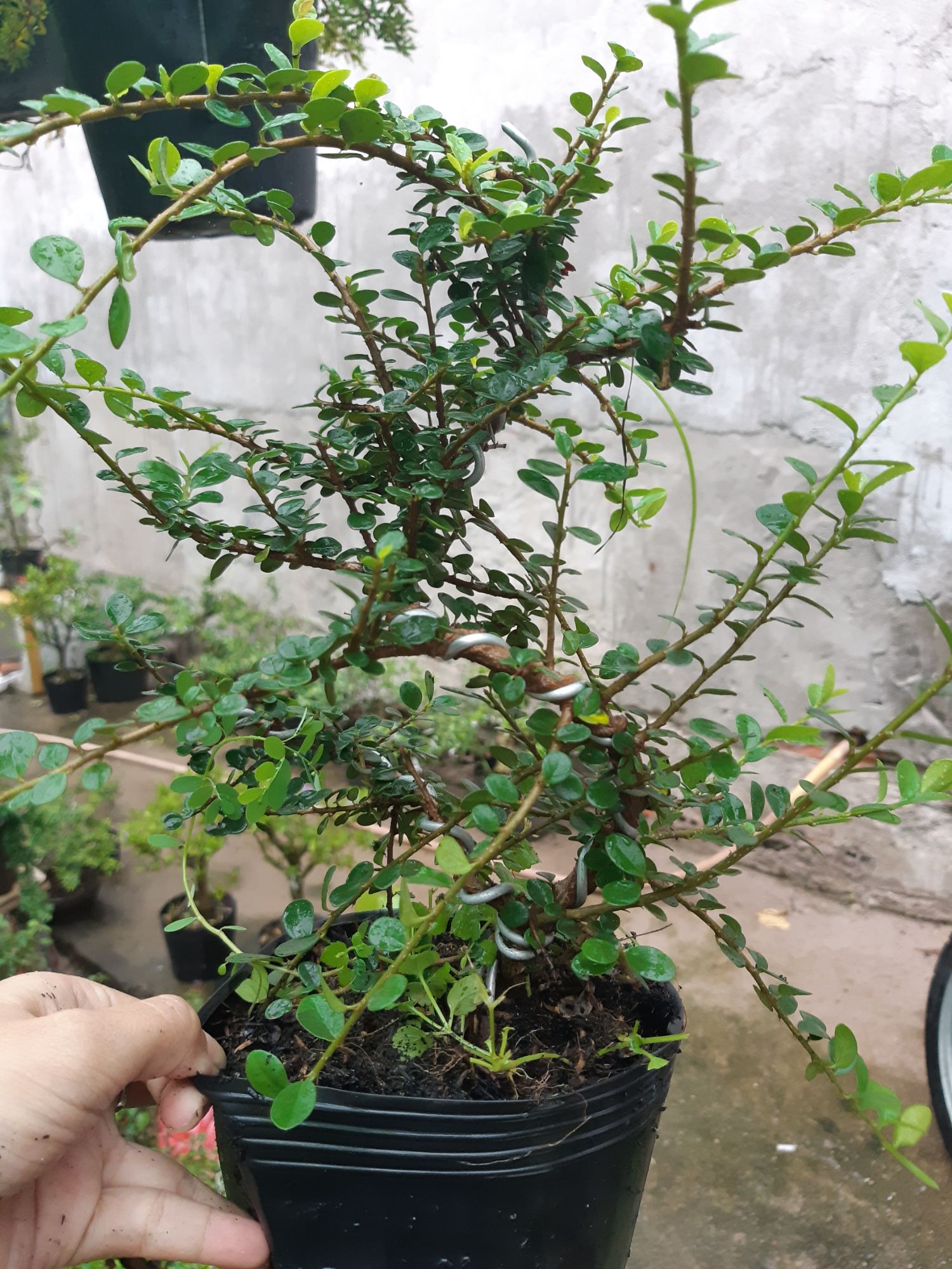 sam trái bonsai mini