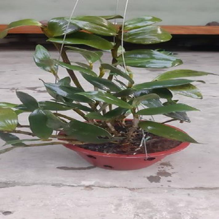 [FREESHIP - Xả Khô Máu] Hoa lan thủy tiên mỡ gà+ 700g phân thỏ hữu cơ