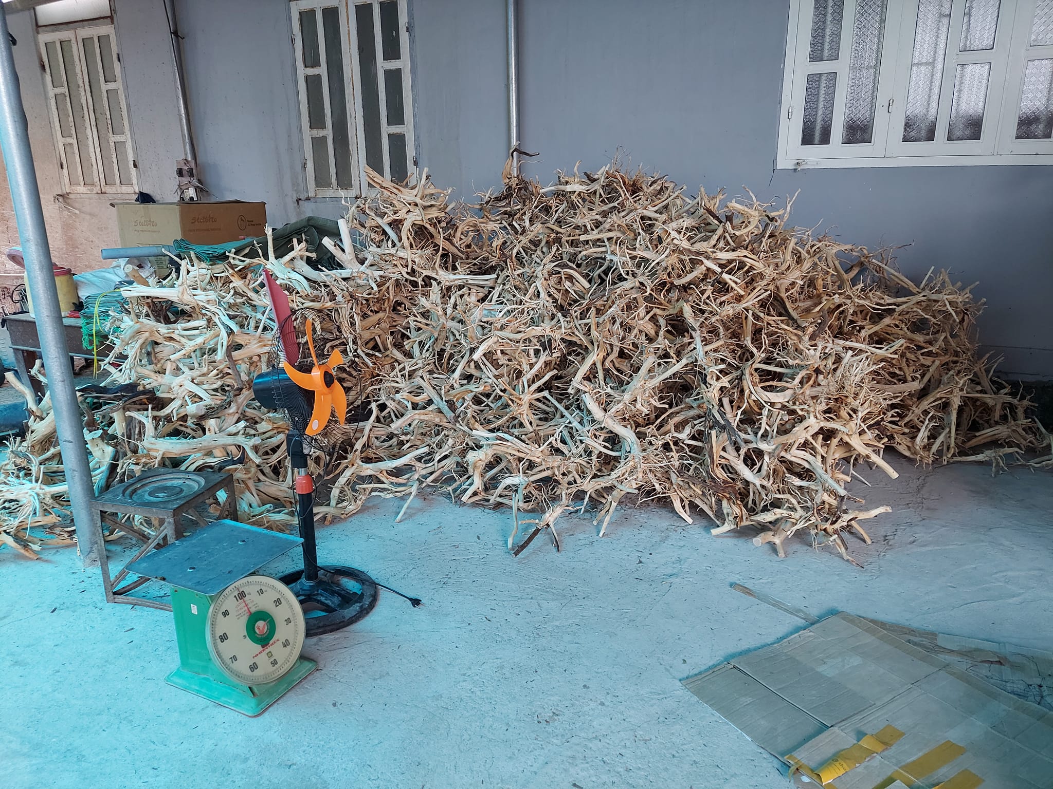 LŨA THUỶ SINH - LŨA HẢI SA QUỲ ( HÀNG ĐẸP TUYỂN CHỌN ĐỦ SIZE HỒ)