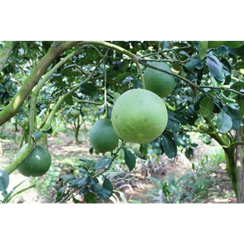 Cây Bưởi da xanh ruột hồng (cây giống có bảo hành )