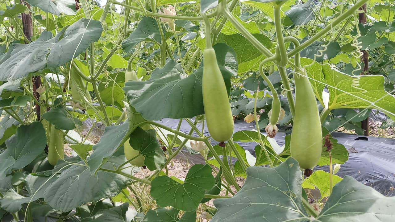 Hạt giống bầu xị Tây Nam