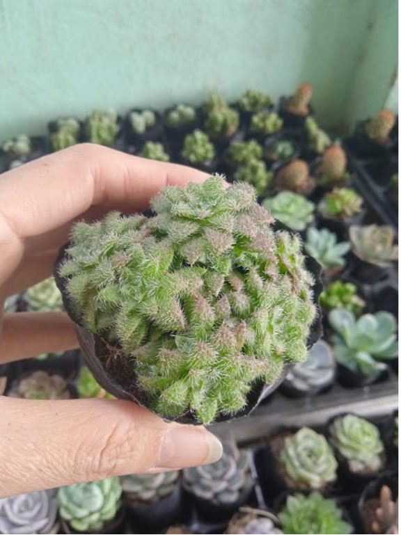 SEN ĐÁ SEDUM LÔNG - ĐÀ LẠT - LỖI 1 ĐỔI 1