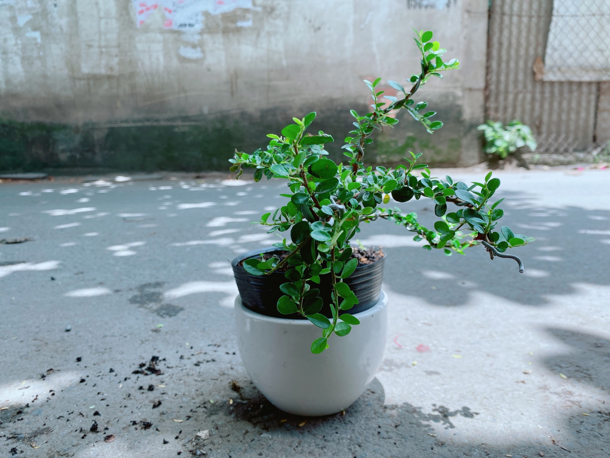 Chậu Linh Sam Bonsai