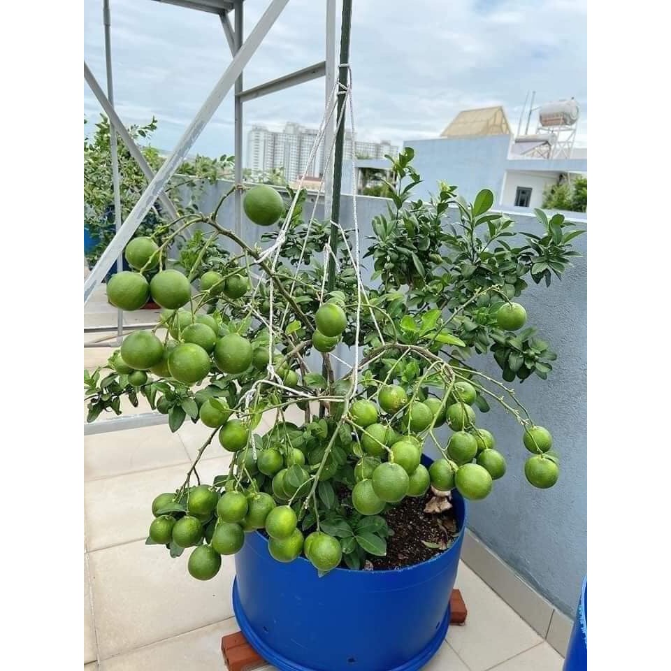 CÂY CHANH TỨ QUÝ GIỐNG CHIẾT CÀNH CAO 40-50CM - CÂY CHANH BỐN MÙA - CÂY CHANH 4 MÙA - CÂY CHANH TA - CÂY CHANH GIỐNG