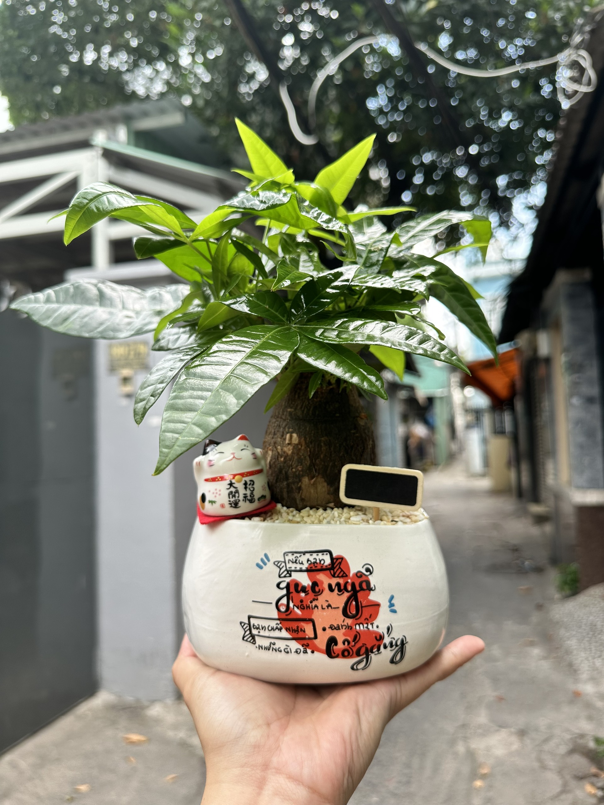 [HCM]Cây Kim Ngân Tam Lộc