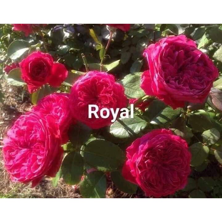 Cành Chiết Hoa Hồng Ngoại Royal. (Giống Hoa Hồng)
