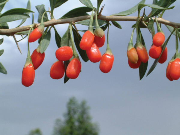 Gói 10  hạt giống Câu Kỷ Tử GojiBerry