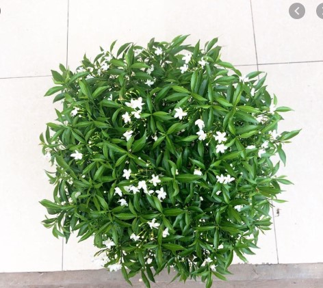 Mai Vạn Phúc