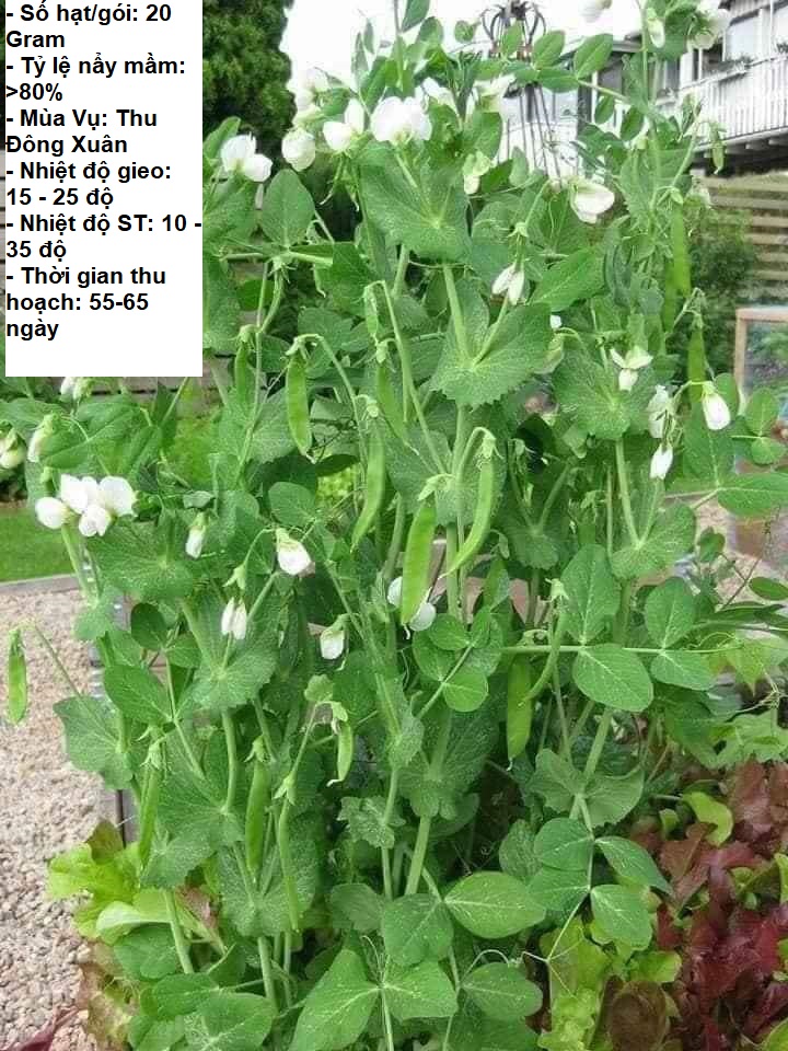 20Gram - Hạt giống đậu Hà Lan ST0015