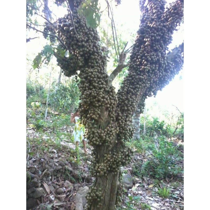 Cây giống dâu da xanh (cây ghép siêu sớm)
