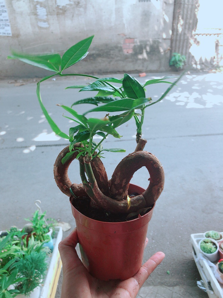 Chậu kim ngân nơ