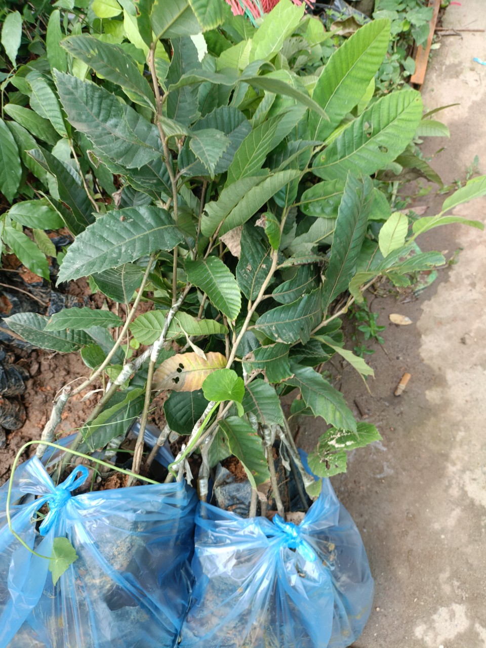 Cây giống hạt dẻ Trùng Khánh