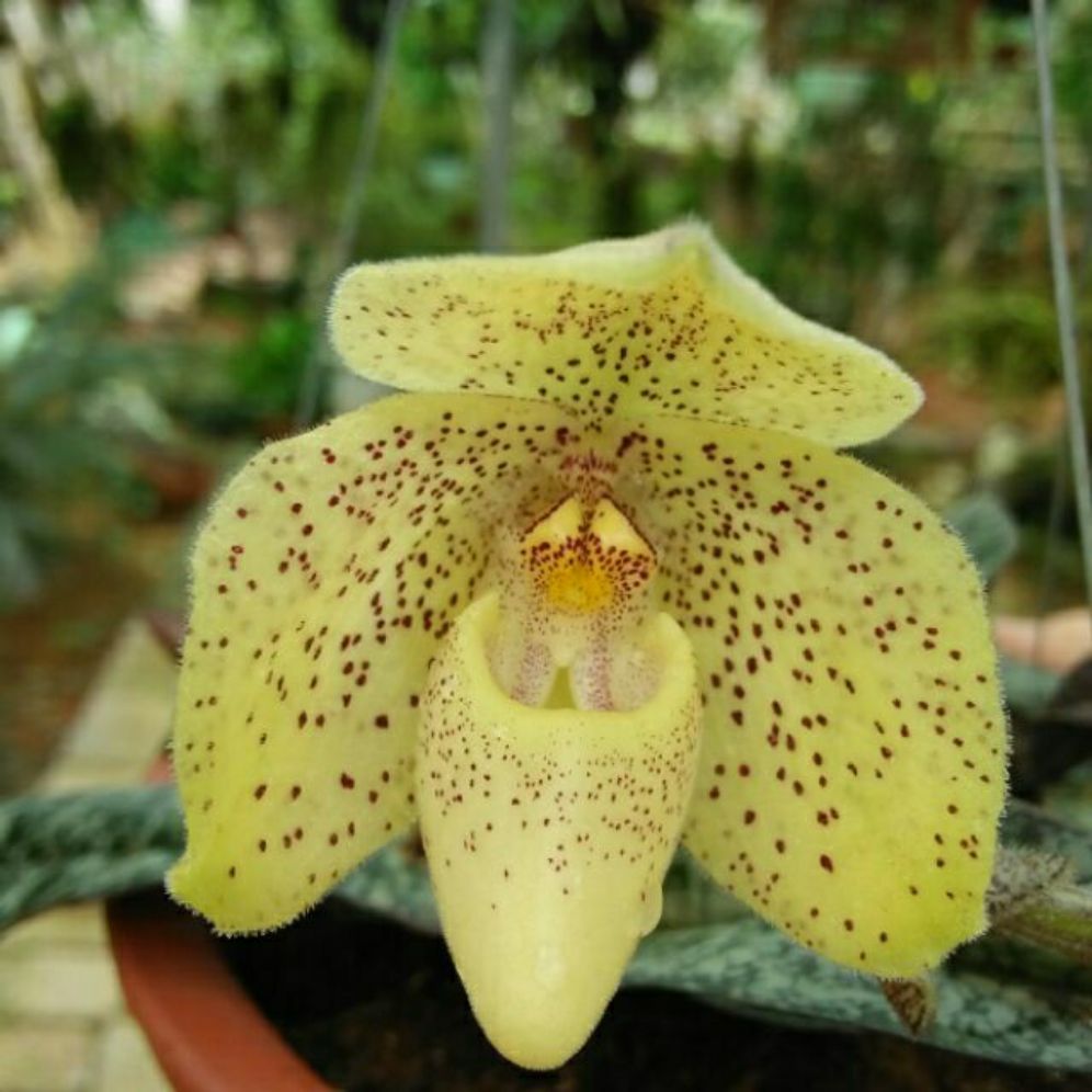 hoa lan hài gấm