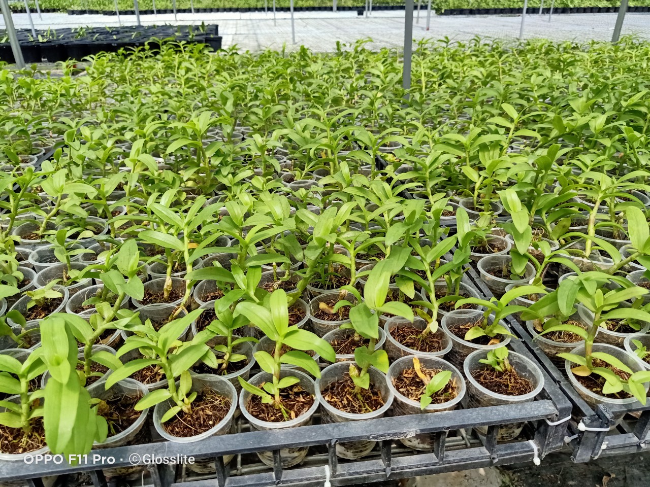 Hoa lan 5 cánh trắng Phú Thọ