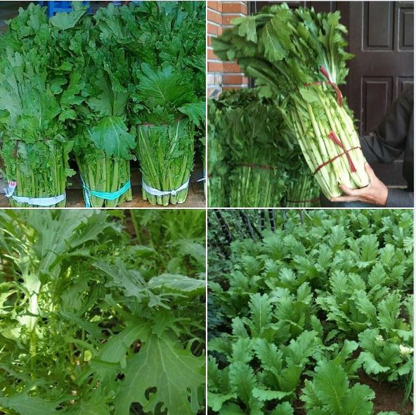Hạt giống cải mèo Hà Giang