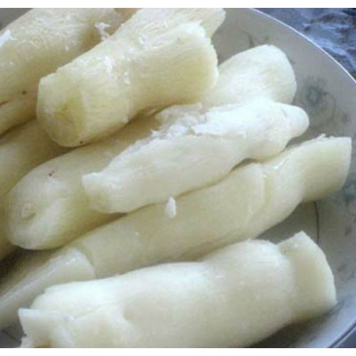 10 cây khoai mì hay cây sắn