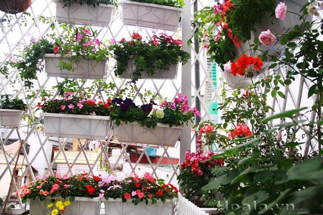 Đất tribat 5dm3 giàu dinh dưỡng