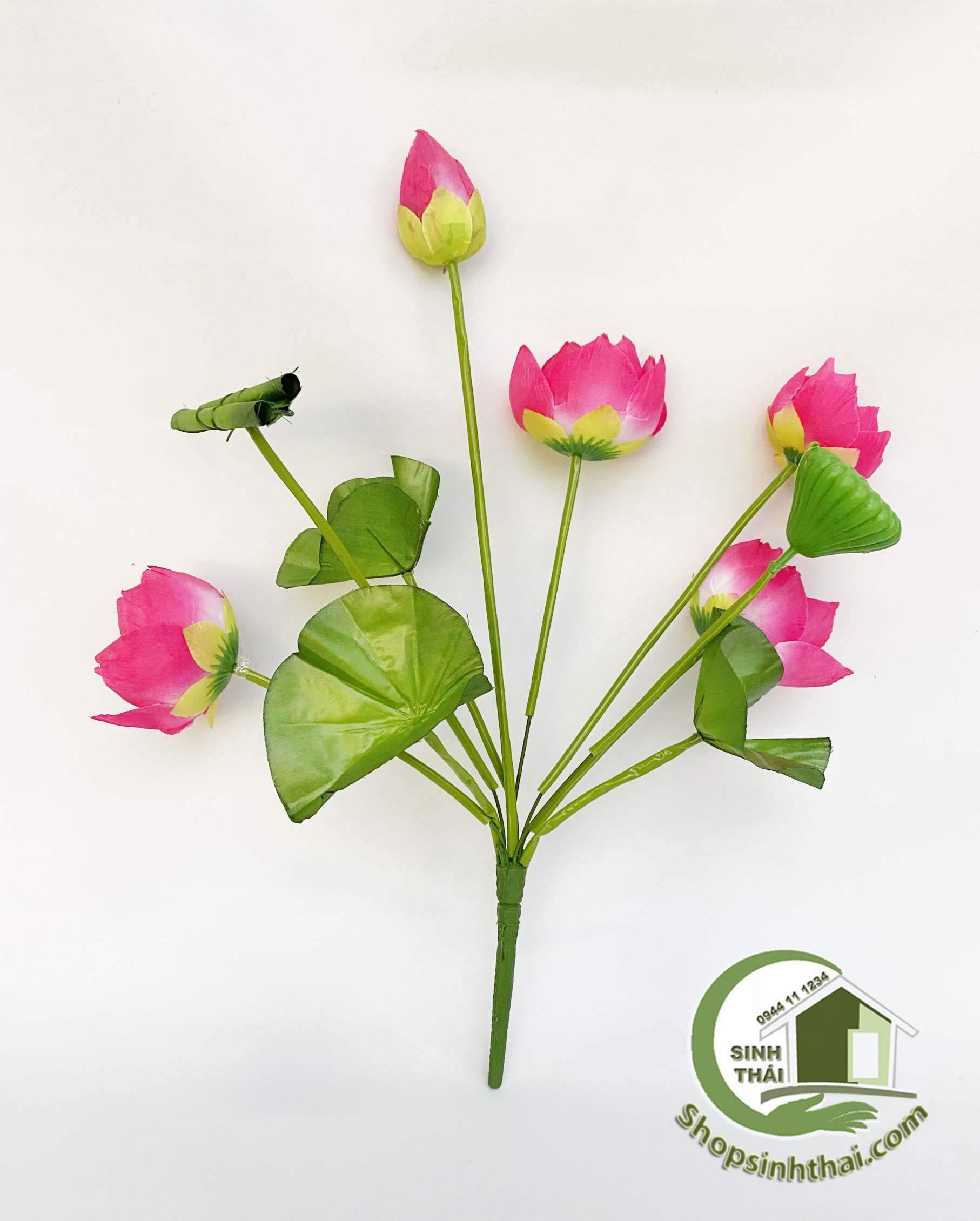 Hoa sen giả - Bụi sen lá cuốn lớn