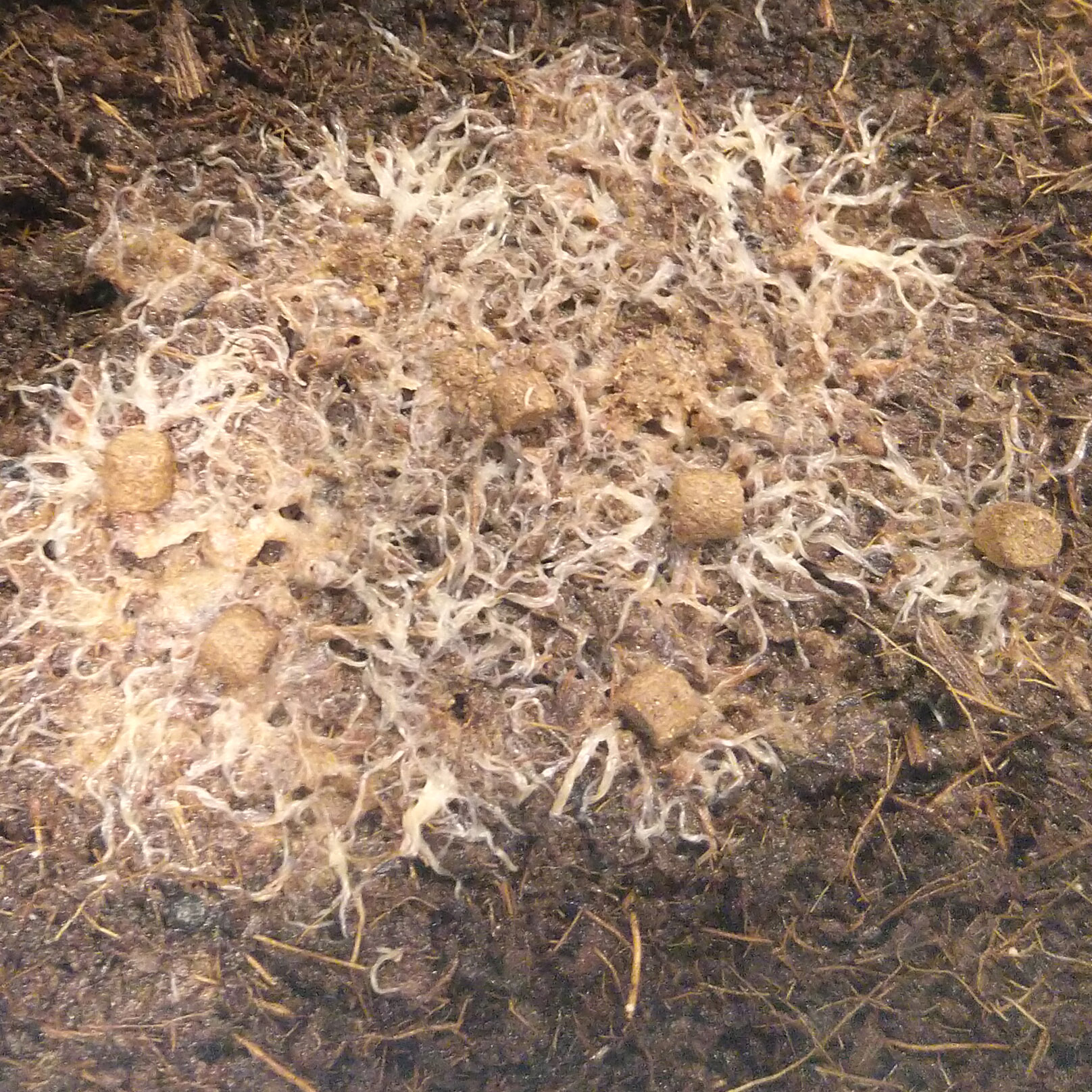 Hộp HCN con giống Trùn trắng ( GRINDAL WORM ) thức ăn cho cá cảnh. Trùn trắng, giun trắng, trùng chỉ trắng đồ ăn cho cá cảnh 🐠 Tặng thức ăn nuôi trùn