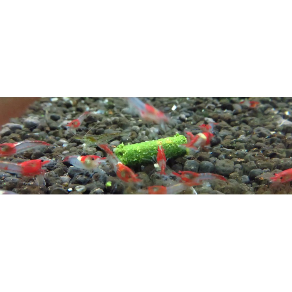 Cám Tép Green Tantora (bịch 35gr)