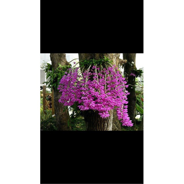 Hoa phong lan trầm rồng đỏ siêu đẹp