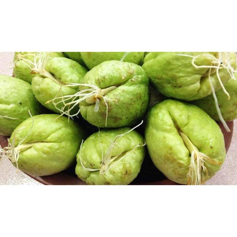 [ Cây Tuyển ] su su giống 2 quả