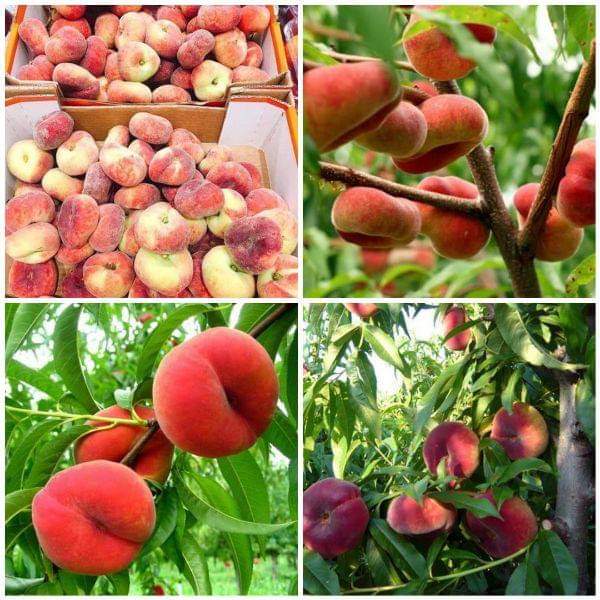 com bo 2 Giống đào qủa dẹt nga (Tặng kèm 3 cây chè xanh)