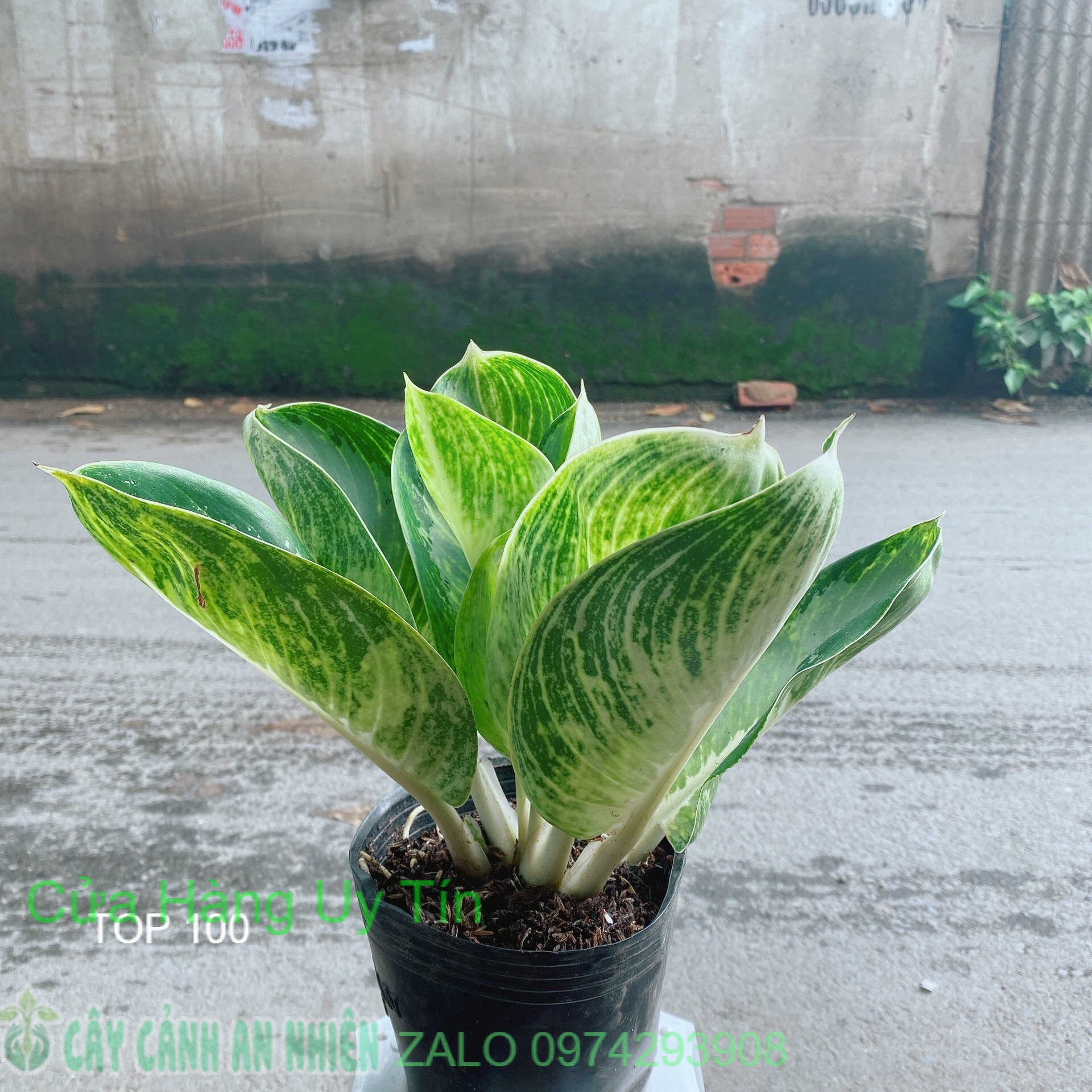 Cây phát tài xanh