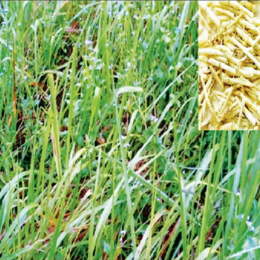 Rễ cây cỏ tranh khô