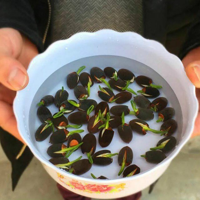 Hạt giống sen Bách Diệp (gói 20 hạt)