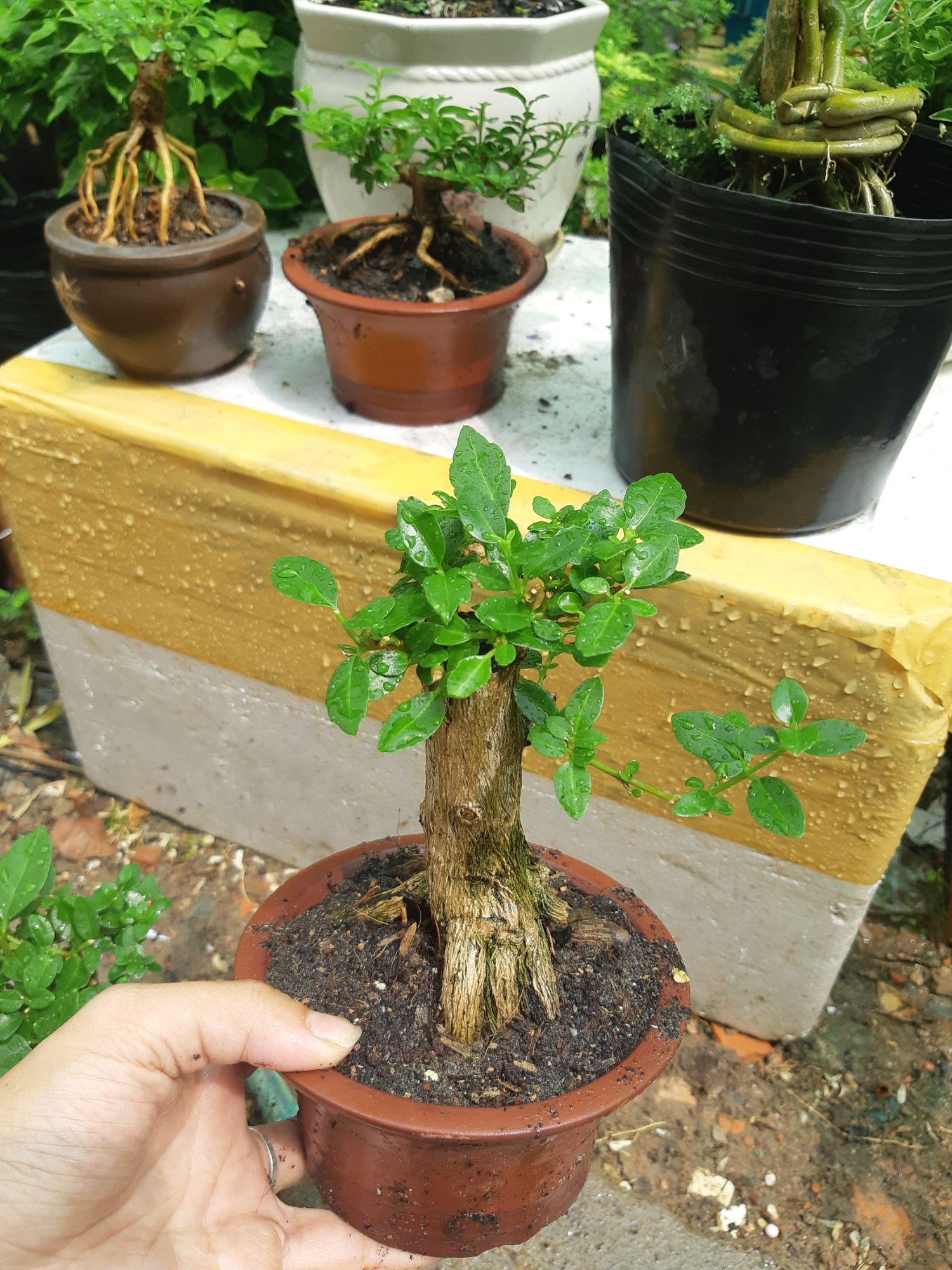 sam hương gốc già TẶNG CHẬU