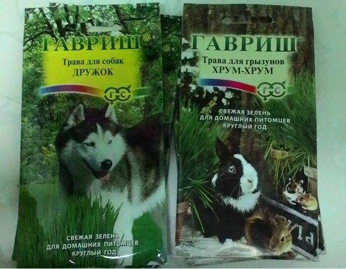 Combo 3 gói Hạt giống mầm lúa mì - mầm lúa mạch