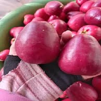 Cây điều miền tây/ mận hoa đỏ- Đặc sản miền tây- Trái cây tuổi thơ- Hoa kiểng Nguyễn Lộc