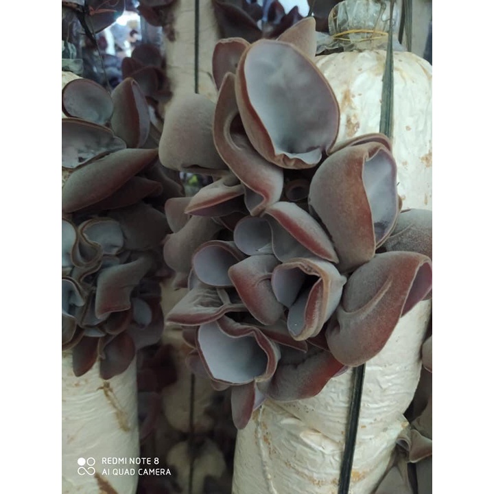 Phôi nấm Mộc nhĩ - (01 kiện 10 phôi)
