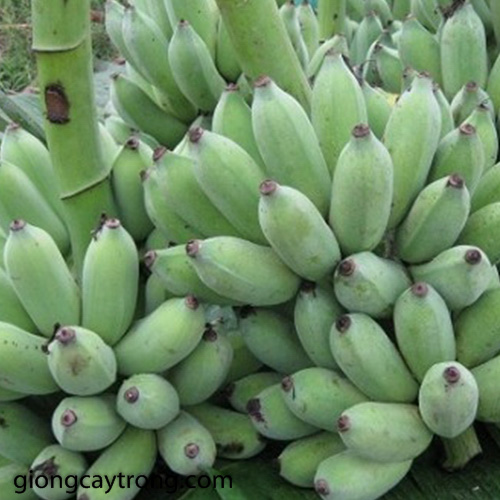 Cây Chuối Lùn, cây giống cấy mô