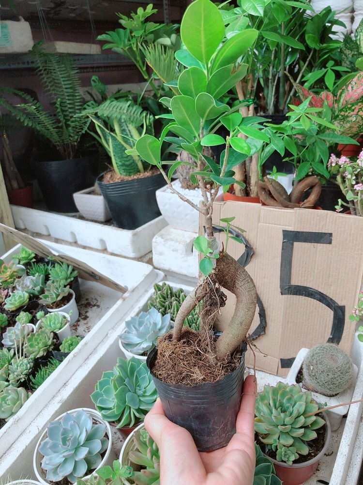 Cây Si Bonsai Cây Si Nhật