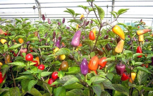 (50-70 Hạt) Hạt Giống Ớt Ngũ Sắc