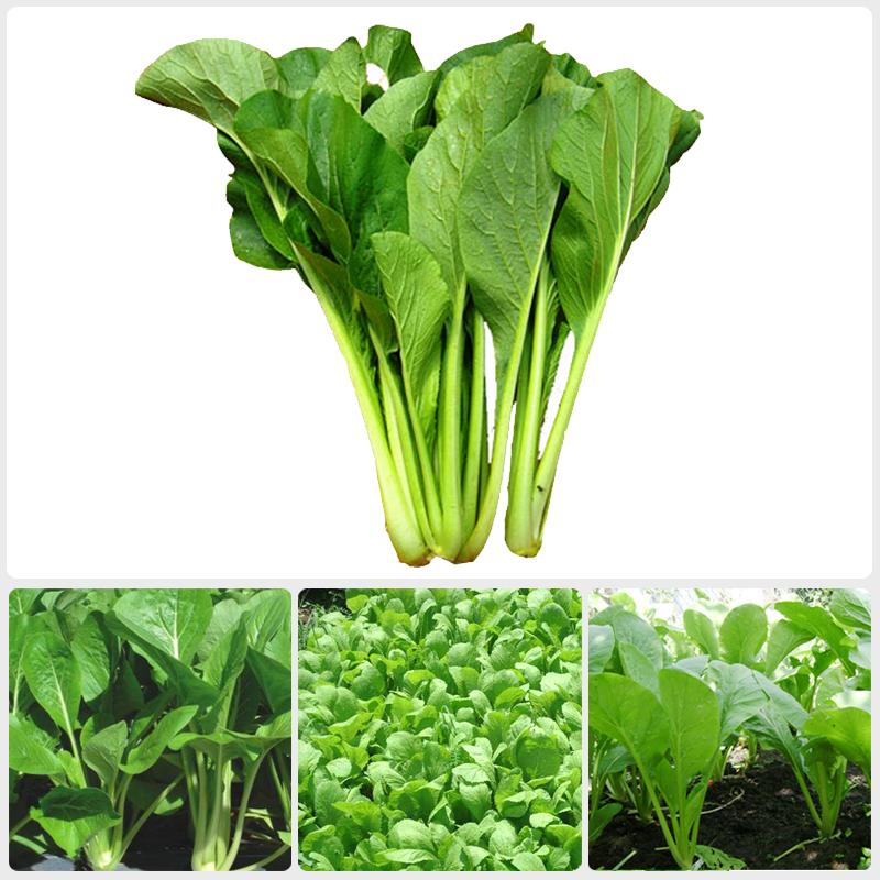 Hạt giống cải ngọt cọng xanh