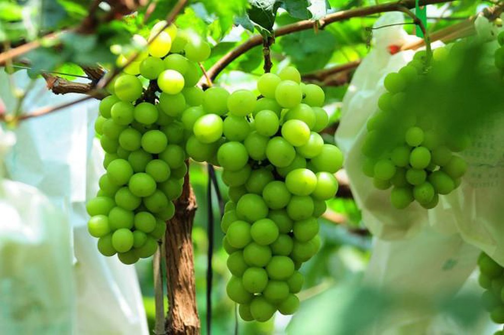 CÂY GIỐNG NHO MẪU ĐƠN