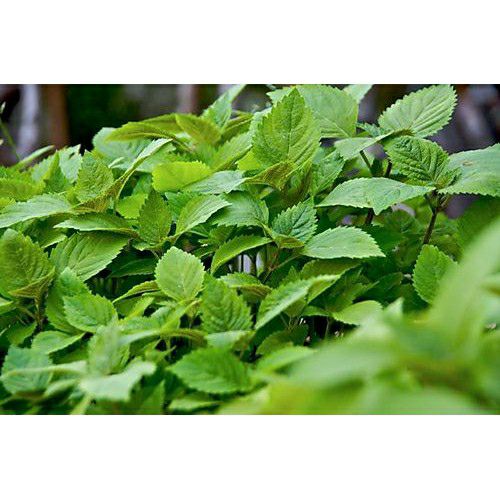 hạt giống rau kinh giới - gói 1gr