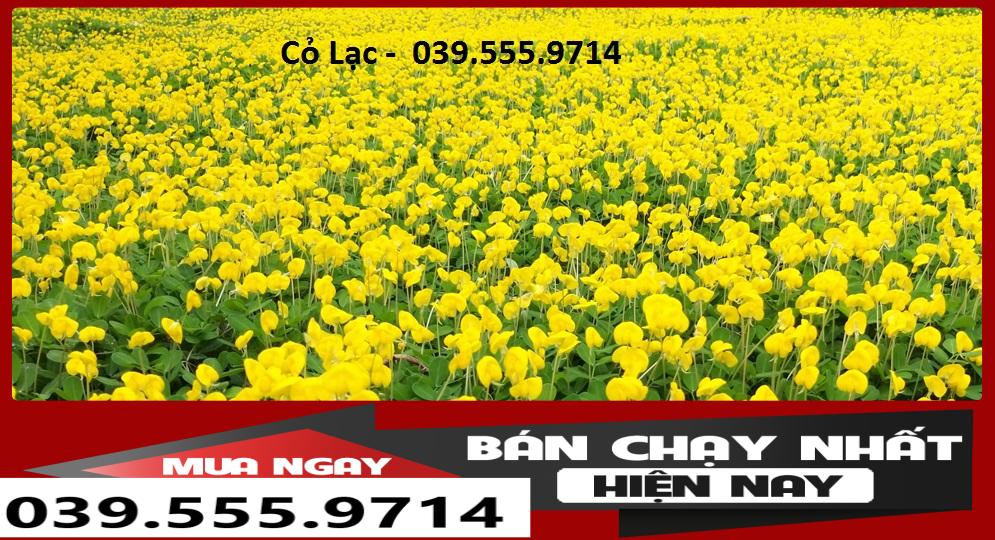 Hạt Cỏ Lạc ( Cỏ Đậu Phộng) 300 Hạt - Cỏ Thảm Sân Vườn