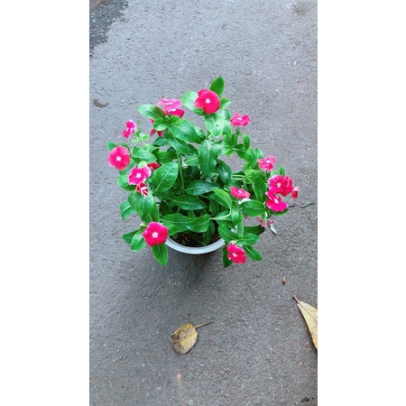 Chậu Hoa Dừa Cạn (đỏ,trắng,hồng đậm,hồng nhạt)