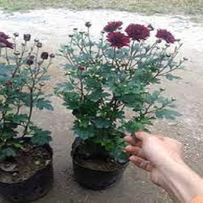 Cây Cúc cổ sơn la