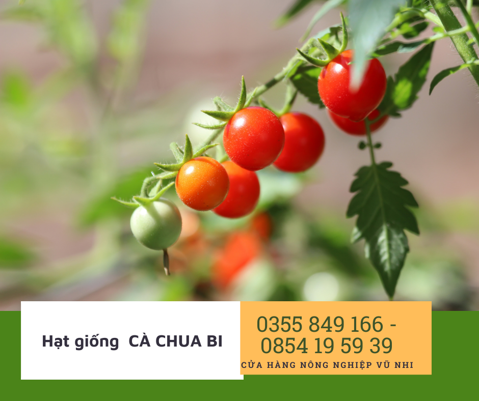 Hạt giống cà chua bi đỏ F1