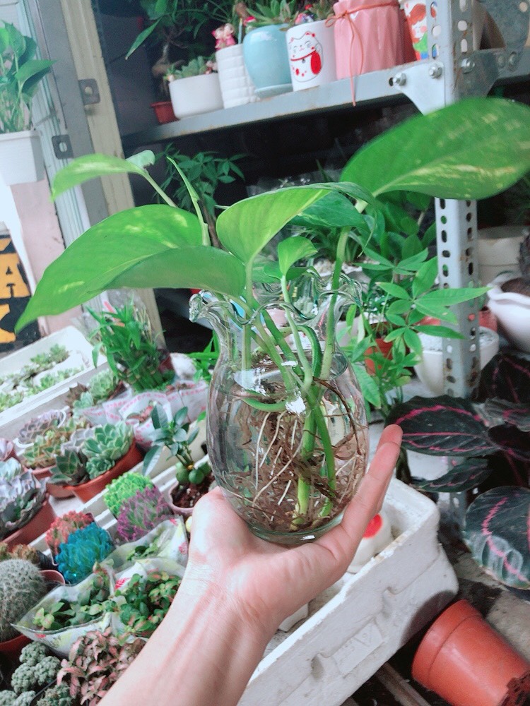Chậu Trầu Bà Thủy Sinh