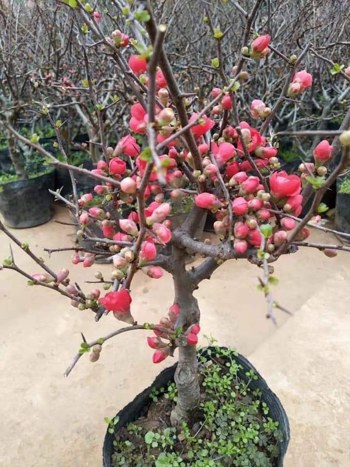 cây mai đỏ nhật đang nụ