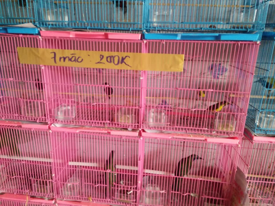 Lồng màu mini nhốt chim nhỏ