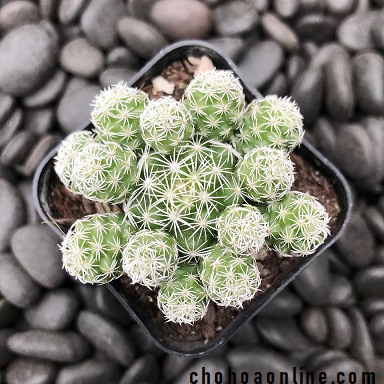 Xương rồng trứng chim size bầu