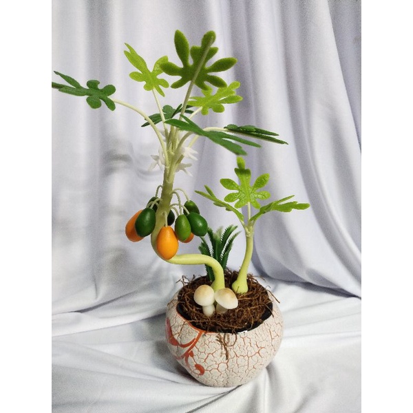Chậu đu đủ đất sét cao 25cm