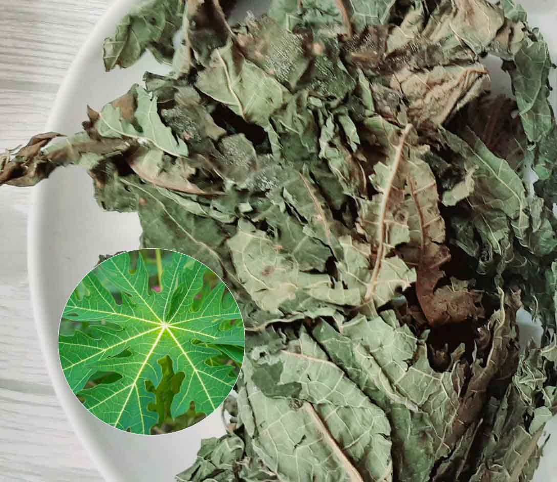 Lá đu đủ sấy khô 500g - Thảo Dược Tấn Phát